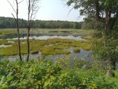 wetland-2